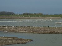 NL, Noord-Holland, Texel, Utopia 8, Saxifraga-Willem van Kruijsbergen