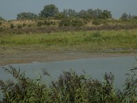 NL, Zuid-Holland, Dordrecht, Polder Kort- en Lang Ambacht 15, Saxifraga-Marijke Verhagen