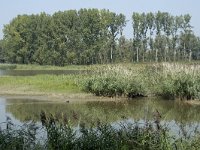 NL, Zuid-Holland, Dordrecht, Polder Kort- en Lang Ambacht 2, Saxifraga-Willem van Kruijsbergen