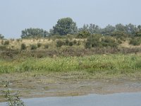 NL, Zuid-Holland, Dordrecht, Polder Kort- en Lang Ambacht 9, Saxifraga-Willem van Kruijsbergen