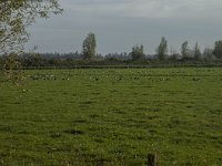 NL, Zuid-Holland, Dordrecht, Zuidplaatje 1, Saxifraga-Marijke Verhagen