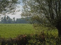 NL, Zuid-Holland, Dordrecht, Zuidplaatje 10, Saxifraga-Jan van der Straaten