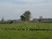 NL, Zuid-Holland, Dordrecht, Zuidplaatje 15, Saxifraga-Jan van der Straaten