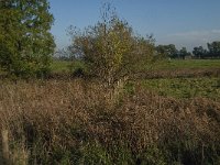 NL, Zuid-Holland, Dordrecht, Zuidplaatje 16, Saxifraga-Jan van der Straaten