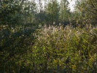 NL, Zuid-Holland, Dordrecht, Zuidplaatje 19, Saxifraga-Jan van der Straaten