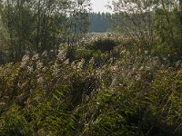 NL, Zuid-Holland, Dordrecht, Zuidplaatje 21, Saxifraga-Jan van der Straaten