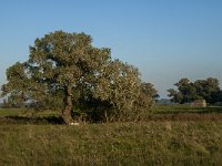 NL, Zuid-Holland, Dordrecht, Zuidplaatje 24, Saxifraga-Jan van der Straaten