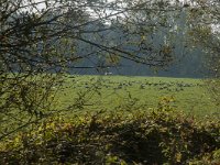 NL, Zuid-Holland, Dordrecht, Zuidplaatje 3, Saxifraga-Marijke Verhagen