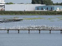 NL, Zuid-Holland, Hendrik-Ido-Ambacht, Sophiapolder 5, Saxifraga-Willem van Kruijsbergen