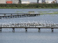 NL, Zuid-Holland, Hendrik-Ido-Ambacht, Sophiapolder 6, Saxifraga-Willem van Kruijsbergen