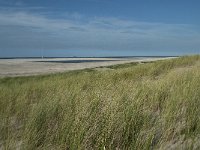 NL, Zuid-Holland, Westland, Ter Heijde 2, Saxifraga-Willem van Kruijsbergen