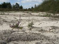 NL, Noord-Brabant, Bladel, Neterselsche Heide 1, Saxifraga-Jan van der Straaten