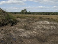 NL, Noord-Brabant, Bladel, Neterselsche Heide 9, Saxifraga-Jan van der Straaten