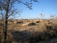 NL, Overijssel, Steenwijkerland, Weerribben 19, Saxifraga-Harry van Oosterhout : winter, Weerribben, riet