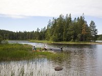 N, Viken, Halden, Nordre Kornsjo 2, Saxifraga-Roel Meijer  Dagtocht op meer bij Bergsplass, ZO van Halden, Noorwegen