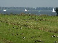 NL, Noord-Brabant, Moerdijk, Willemspolder 4, Saxifraga-Jan van der Straaten