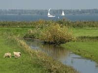 NL, Noord-Brabant, Moerdijk, Willemspolder 5, Saxifraga-Jan van der Straaten