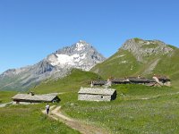 F, Savoie, Val-Cenis, Parc national de la Vanoise near Bellecombe 8, Saxifraga-Tom Heijnen