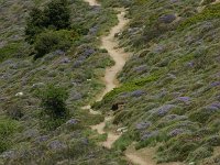 E, Cadiz, Ronda, Sierra de las Nieves 1, Saxifraga-Dirk Hilbers