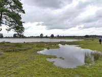 NL, Friesland, Ooststellingwerf, Aekingerzand 7, Saxifraga-Tom Heijnen