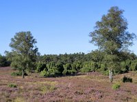 NL, Gelderland, Apeldoorn, Loenermark 9, Saxifraga-Tom Heijnen