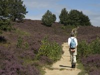 NL, Gelderland, Rheden, Rhedensche Heide 3, Saxifraga-Jan van der Straaten