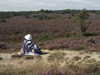 NL, Gelderland, Rheden, Rhedensche Heide 6, Saxifraga-Jan van der Straaten