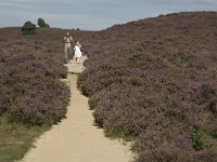 NL, Gelderland, Rheden, Rhedensche Heide 9, Saxifraga-Jan van der Straaten