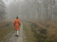 NL, Limburg, Horst aan de Maas, Mariapeel 2, Saxifraga-Jan van der Straaten