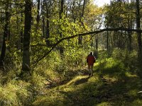 NL, Limburg, Nederweert, In den Vloed 15, Saxifraga-Jan van der Straaten