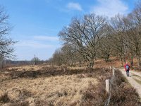 NL, Limburg, Roerdalen, Meinweg 3, Saxifraga-Tom Heijnen