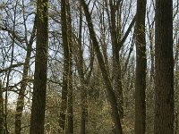 NL, Noord-Brabant, Schijndel, De Prekers 2, Saxifraga-Jan van der Straaten