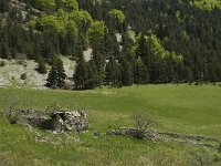 F, Drome, Treschenu-Creyers, Vallon de Combeau 38, Saxifraga-Jan van der Straaten