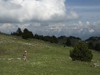 F, Drome, Treschenu-Creyers, Vallon de Combeau 40, Saxifraga-Jan van der Straaten