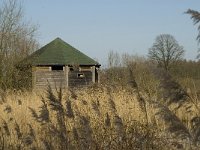 B, Limburg, Kinrooi, IJsvogel, De Luysen 1, Saxifraga-Jan van der Straaten