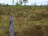 EST, Parnu maakond, Haademeeste vald, Nigula looduskaitseala 63, Saxifraga-Hans Boll