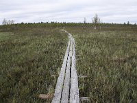 FIN, Lapland, Inari, Lemmenjoki 9, Saxifraga-Dirk Hilbers