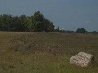 D, Niedersachsen, Schneverdingen, Pietzmoor 4, Saxifraga-Marijke Verhagen