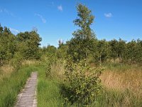 NL, Drenthe, Midden-Drenthe, Reijntjesveld 2, Saxifraga-Hans Dekker