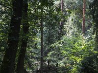 Jannie fietsend in bos  Sallandse Heuvelrug NP, Overijssel, Netherlands : cycling, elderly woman, mature woman, NP, national park, Sallandse Heuvelrug, summertime, forest