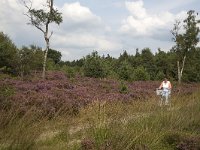 Jannie fietsend op de hei  Sallandse Heuvelrug NP, Overijssel, Netherlands : cycling, elderly woman, heathland, mature woman, NP, national park, Sallandse Heuvelrug, summertime