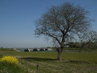 NL, Noord-Brabant, Altena, Galleiwaard 9, Saxifraga-Marijke Verhagen