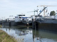 NL, Noord-Brabant, Altena, Biesboschhaven 2, Saxifraga-Willem van Kruijsbergen