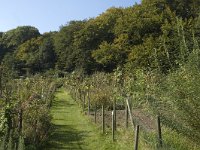 NL, Gelderland, Arnhem, Klarenbeek 5, Saxifraga-Jan van der Straaten