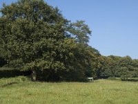 NL, Gelderland, Arnhem, Klarenbeek 6, Saxifraga-Marijke Verhagen