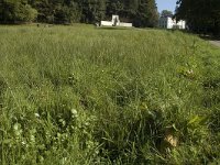 NL, Gelderland, Arnhem, Sonsbeek 15, Saxifraga-Jan van der Straaten