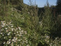 NL, Gelderland, Arnhem, Zijpendaal 10, Saxifraga-Jan van der Straaten