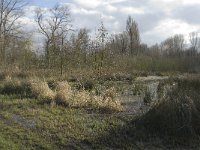 NL, Noord-Brabant, Eindhoven, Tongelreep near skating rink 6, Saxifraga-Jan van der Straaten