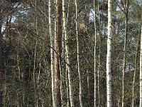 NL, Noord-Brabant, Tilburg, De Oude Warande 5, Saxifraga-Jan van der Straaten