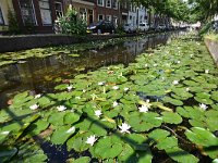 NL, Zuid-Holland, Delft 2, Saxifraga-Tom Heijnen